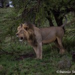 5000 Male Lion, Serengeti, Tanzania