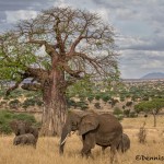 5004 African Elephants, Serengeti, Tanzania