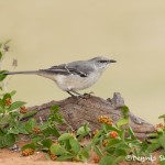 5008 Northern Mockingbird, (Mimus polyglottos), South Texas