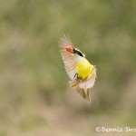 5011 Great Kiskadee (Pitangus sulphuratus), South Texas