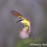 5016 Great Kiskadee (Pitangus sulphuratus), South Texas