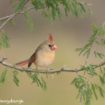 5019 Female Northern Cardinal (Cardinalis cardinalis), South Texas