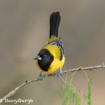 5021 Audubon's Oriole (Icterus graduacauda), South Texas