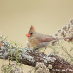 5022 Female Northern Cardinal (Cardinalis cardinalis), South Texas