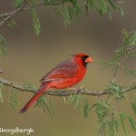 5030 Male Northern Cardinal (Cardinalis cardinalis), South Texas