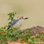 5031 Male Golden-fronted Woodpecker (Melanerpes aurifrons), South Texas