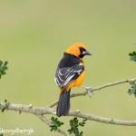 5035 Altamira Oriole (Icterus gularis), South Texas