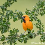 5036 Altamira Oriole (Icterus gularis), South Texas