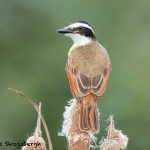 5037 Great Kiskadee (Pitangus sulphuratus), South Texas