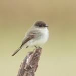 5038 Eastern Phoebe (Sayornis phoebe), South Texas