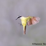 5041 Great Kiskadee (Pitangus sulphuratus), South Texas