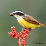 5043 Great Kiskadee (Pitangus sulphuratus), SouthTexas