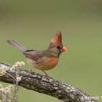 5044 Female Northern Cardinal (Cardinalis cardinalis), South Texas