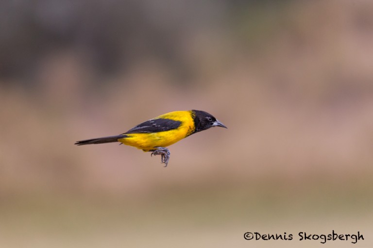 5052 Audubon's Oriole (Icterus graduacauda), South Texas - Dennis ...