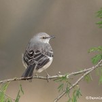 5053 Northern Mockingbird, (Mimus polyglottos), South Texas