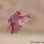 5054 Male Northern Cardinal (Cardinalis cardinalis), South Texas