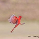 5055 Male Northern Cardinal (Cardinalis cardinalis), South Texas