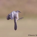 5057 Northern Mockingbird, (Mimus polyglottos), South Texas