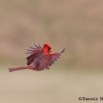 5058 Male Northern Cardinal (Cardinalis cardinalis), South Texas
