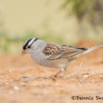5061 White-crowned Sparrow (Zonotrichia leucophrys), South Texas
