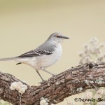 5063 Northern Mockingbird, (Mimus polyglottos), South Texas