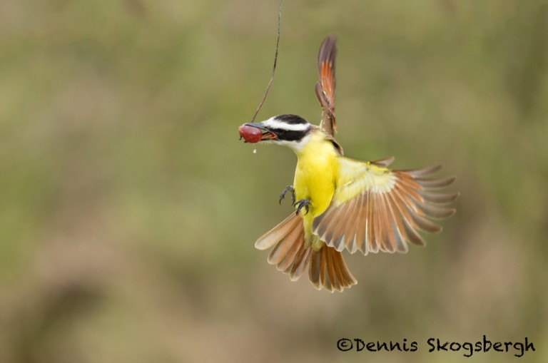 5072 Great Kiskadee (Pitangus sulphuratus), South Texas - Dennis ...