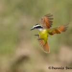 5074 Great Kiskadee (Pitangus sulphuratus), South Texas