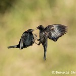 5078 Red-winged Blackbirds (Agelaius phoeniceus), South Texas