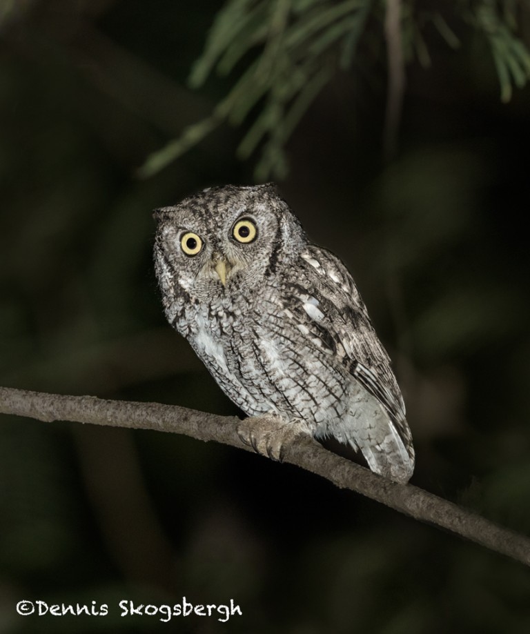 5079 Eastern Screech Owl (Megascops asio), South Texas - Dennis ...