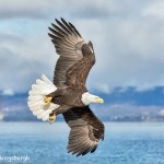 5119 Bald Eagle, Homer, Alaska