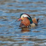 5136 Mandarin Duck (Aix galericulata), Texas