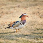 5142 Mandarin Duck (Aix galericulata), Texas
