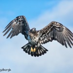 5182 Juvenile Bald Eagle, Homer, Alaska