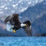5183 Bald Eagle, Homer, Alaska