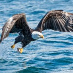 5185 Bald Eagle, Homer, Alaska