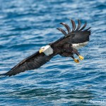 5186 Bald Eagle, Homer, Alaska