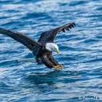 5187 Bald Eagle, Homer, Alaska