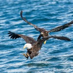 5188 Bald Eagles, Homer, Alaska