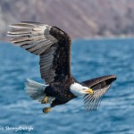 5189 Bald Eagle, Homer, Alaska