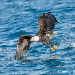 5191 Bald Eagle, Homer, Alaska
