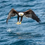 5194 Bald Eagle, Homer, Alaska