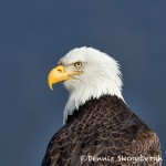 5197 Bald Eagle, Homer, Alaska