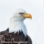 5198 Bald Eagle, Homer, Alaska