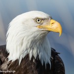 5200 Bald Eagle, Homer, Alaska