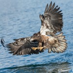5202 Juvenile Bald Eagle, Homer, Alaska