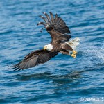 5203 Bald Eagle, Homer, Alaska