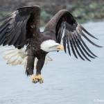 5204 Bald Eagle, Homer, Alaska