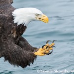 5205 Bald Eagle, Talons, Homer, Alaska