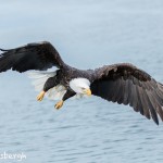 5206 Bald Eagle, Homer, Alaska