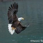 5207 Bald Eagle, Homer, Alaska